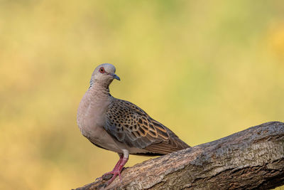 Close-up of a bird perching on wood