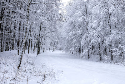 Trees on snow covered landscape