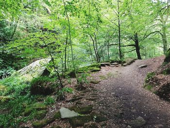 Trees growing in forest