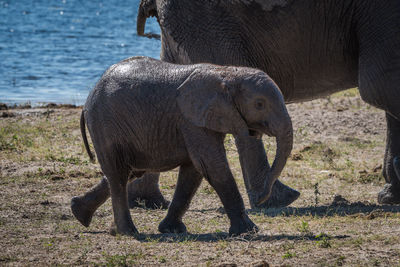 African elephant walking in forest