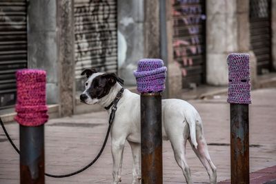 Dog standing in front of building