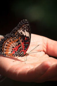 Close-up of butterfly on hand