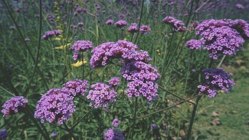 Close-up of purple flowering plants