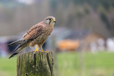 Male kestrel, falco tinnunculus, perched on a gate post