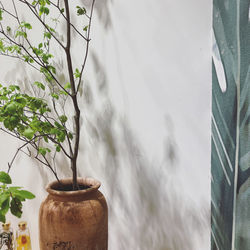 Close-up of potted plant against window