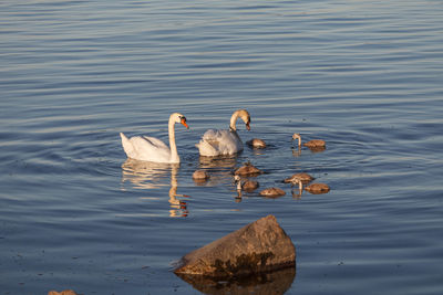 Swans swimming in lake