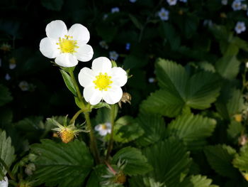 Close-up of white flowering plant