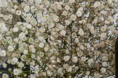 Close-up of white cherry blossom tree