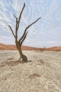 Bare tree on sand against sky