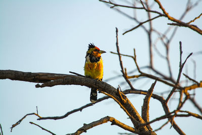 Low angle view of bird perching on branch against sky