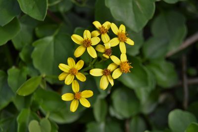 Close-up of yellow flowers blooming outdoors