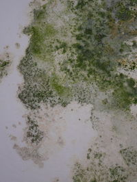 High angle view of wet tree at beach