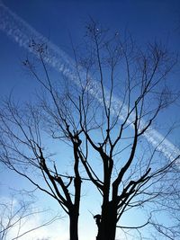 Low angle view of silhouette bare tree against sky