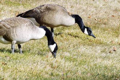 Side view of a bird on field