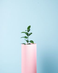 Close-up of potted plant against wall