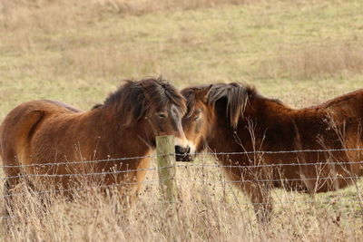 Horse standing on field