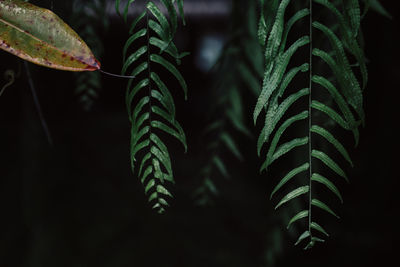 Close-up of fern leaves