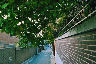 Walkway amidst trees