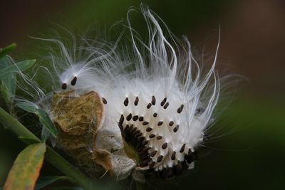 Close-up of white peacock