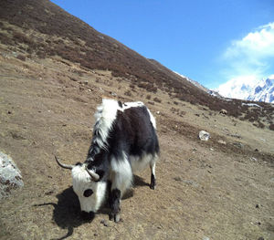 Cows on landscape