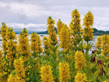 Yellow flowering plants on field against sky