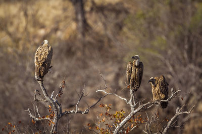 Birds perching on dry branch