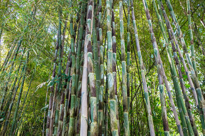 Low angle view of bamboo trees in forest