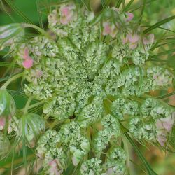 Close-up of pink flowers blooming in garden