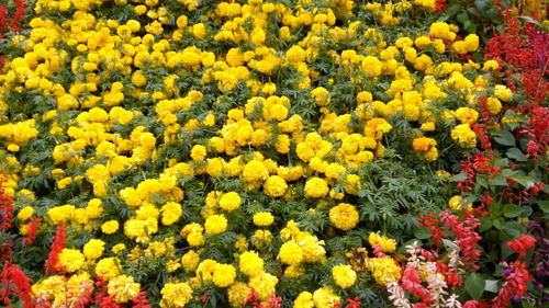 Close-up of flowers in garden