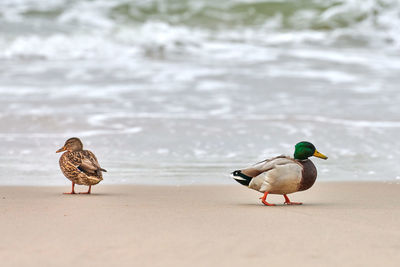 Two birds on the beach