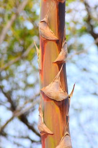 Low angle view of leaves on tree trunk in forest