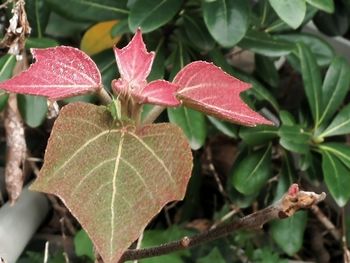 Close-up of leaves