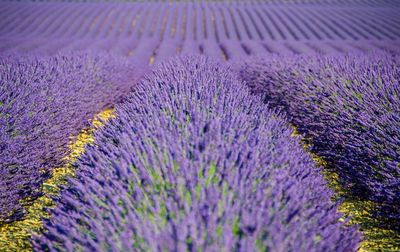 Scenic view of lavender field