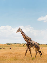 Giraffe in african savannah, at masai mara , kenia. famous wildlife destination in africa.