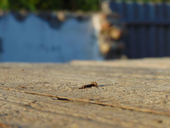 Rusty nail on wooden table