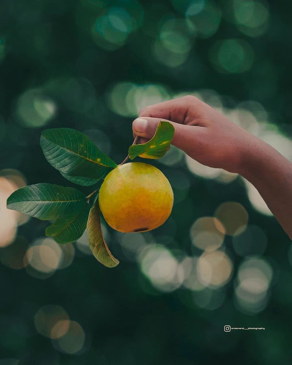 fruit, green, hand, food and drink, food, yellow, healthy eating, citrus fruit, flower, freshness, one person, plant, wellbeing, leaf, citrus, tree, holding, produce, nature, branch, close-up, plant part, macro photography, focus on foreground, agriculture, fruit tree, outdoors, women, tangerine, lemon, organic, orange, day, adult, orange color, growth, calamondin, lifestyles, juicy, sunlight