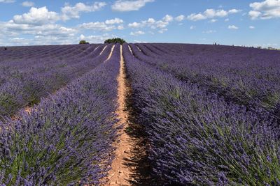 Scenic view of grassy field against sky
