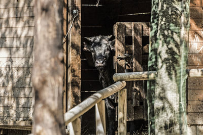 View of an animal seen through fence