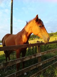 Horse standing in ranch against sky