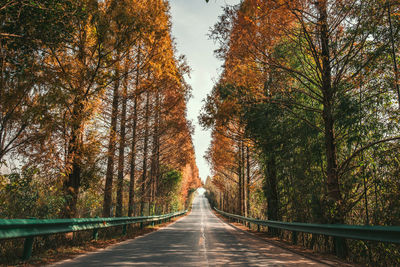 Empty road amidst trees in forest during autumn