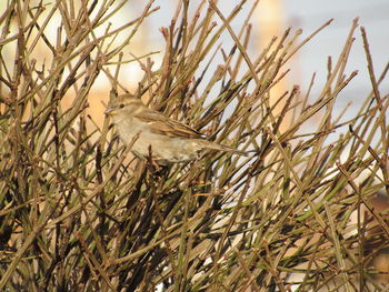 Close-up of stalks in field