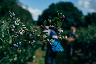 Close-up of berries on tree