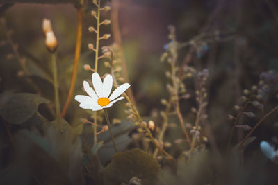 Close-up of white flowering plant