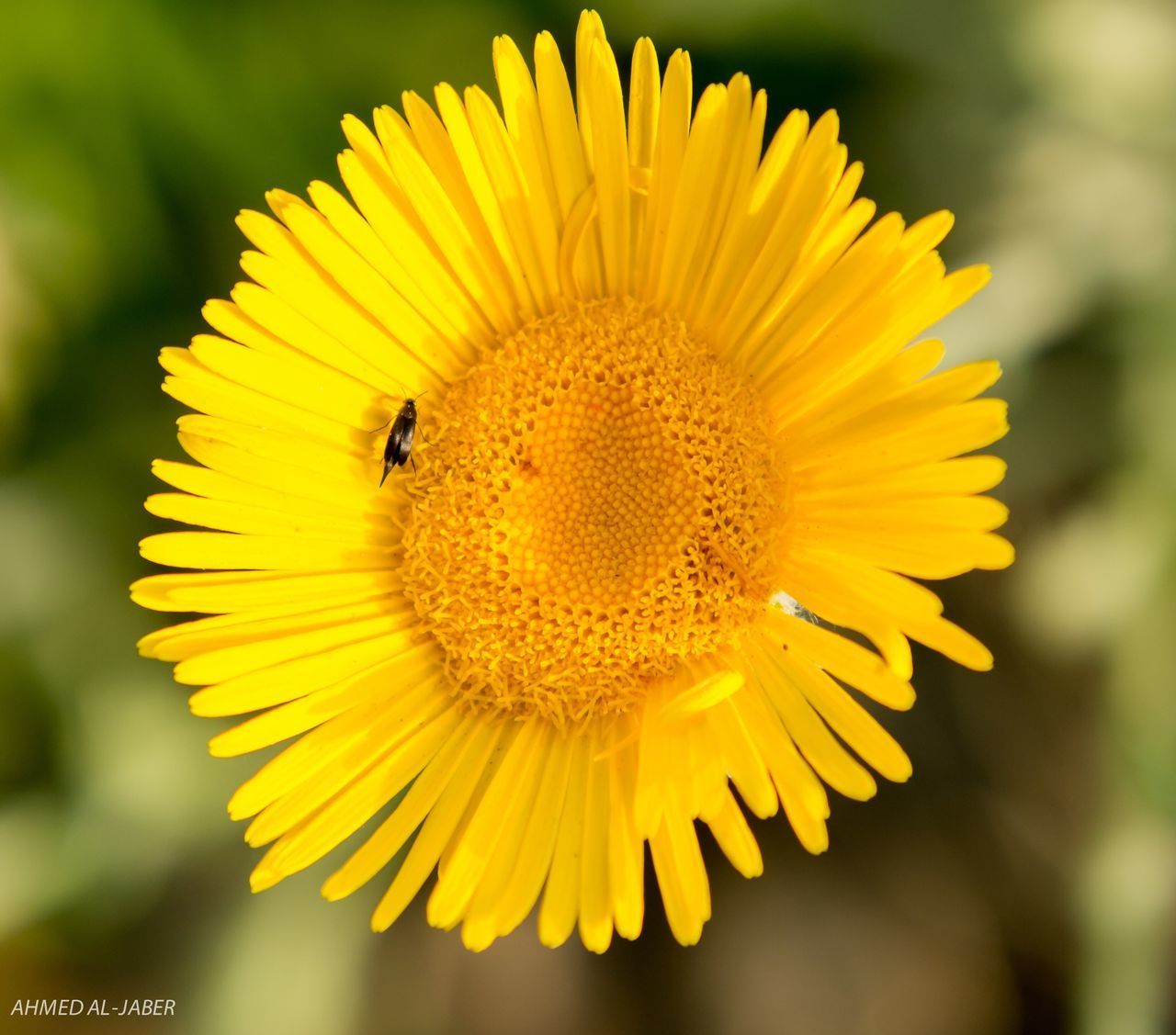 CLOSE-UP OF INSECT ON YELLOW SUNFLOWER