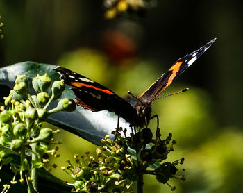 Close-up of butterfly pollinating on flower