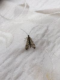 High angle view of insect on bed