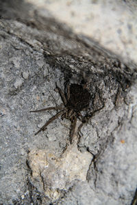 Close-up of insect on white surface