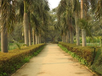 Narrow pathway along trees