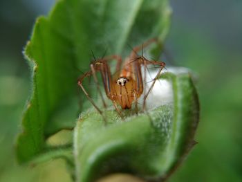 Close-up of insect on leaf