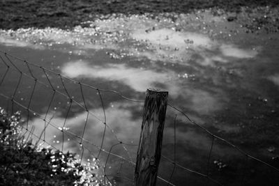 Reflection of trees in puddle